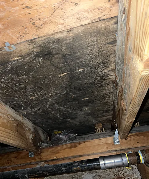 Mold Remediation in Attic Over Pool in Bellevue 